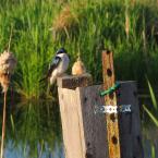 
 / Wetland Birds